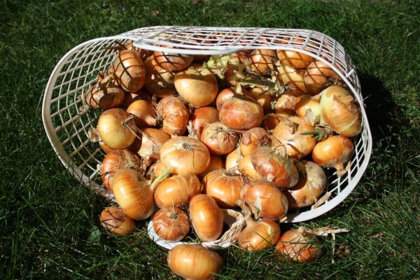 Купить наркотики онлайн